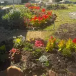 A garden with a variety of flowers and plants, including red and orange flowers, is shown in a sunny day.