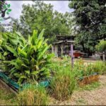 A garden with a variety of plants, including a banana tree, is situated next to a building.
