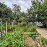 A garden with a variety of plants, including a potted plant with a red flower, is situated next to a house.