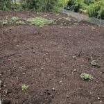 A garden with a variety of plants, including a small tree, is being tended to by a gardener.