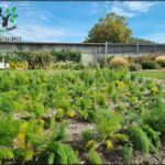 A garden with a variety of plants, including a tree and a bush, is situated next to a wall.