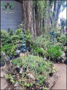 A garden with a variety of plants, including a tree, bushes, and flowers.
