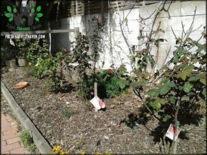 A garden with a variety of plants, including a tree with a sign on it.