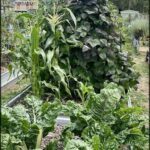 A garden with a variety of plants, including corn, broccoli, and lettuce.
