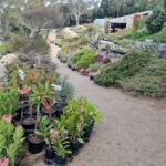 A garden with a variety of plants, including flowers and bushes, is displayed in pots.
