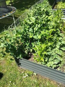 A garden with a variety of plants, including green beans and broccoli, is growing in a metal planter.