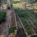 A garden with a variety of plants, including tomatoes, is situated on a hillside.