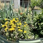 A garden with a variety of plants, including yellow flowers, green plants, and a potted plant with a yellow flower.