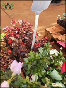 A gardening tool is stuck in a potted plant, with a variety of plants surrounding it.