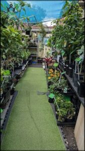 A green carpeted pathway leads to a greenhouse filled with a variety of plants.