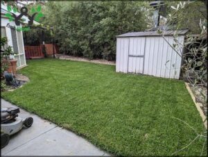 A green lawn with a white shed in the background.