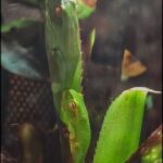A green lizard is seen in a glass tank, surrounded by plants and water.