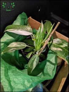 A green plant in a pot with a green leaf and a stick.