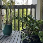 A green plant sits on a wooden table, next to a black pot with a plant in it.