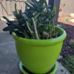 A green pot with a plant in it sits on a patio.