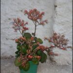 A green pot with a red flower in it.