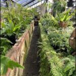 A greenhouse filled with a variety of plants, including a long row of green plants, a few potted plants, and a few other plants.
