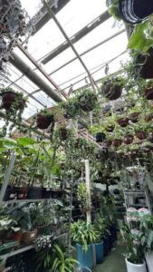 A greenhouse filled with various plants, including a large number of potted plants hanging from the ceiling.