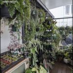 A greenhouse filled with various plants, including a potted plant with a white hat on it.