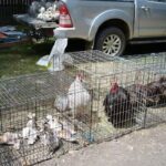 A group of chickens are sitting in a cage, with some of them looking out.