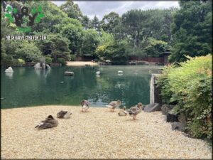 A group of ducks are gathered on the shore of a pond.