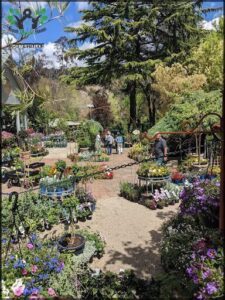 A group of people are walking through a garden, admiring the flowers and plants.