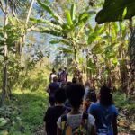 A group of people are walking through a jungle, surrounded by banana trees.