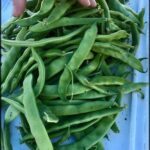 A hand is holding a bunch of green beans.
