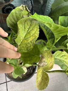 A hand is placed on a leaf with yellow spots, possibly indicating a disease or damage.