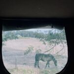 A horse stands in a field, looking at the camera through a window.