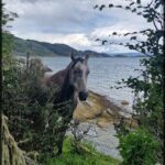 A horse stands near the water, looking out over the lake.
