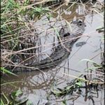 A large alligator is seen in a body of water, surrounded by tall grass.