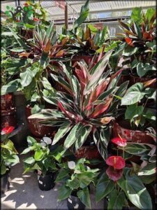 A large assortment of colorful flowers in pots, including red, green, and yellow.