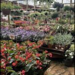 A large assortment of flowers are displayed in a garden shop, with a variety of colors and types.