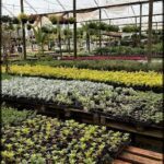 A large assortment of plants are displayed in a greenhouse, with a variety of colors and sizes.