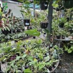 A large assortment of potted plants are displayed in a nursery, with various sizes and types of plants.