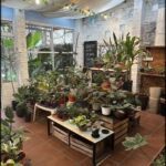 A large assortment of potted plants are displayed in a room, creating a lush and vibrant atmosphere.