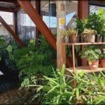A large assortment of potted plants are displayed in a room, with a variety of sizes and types.