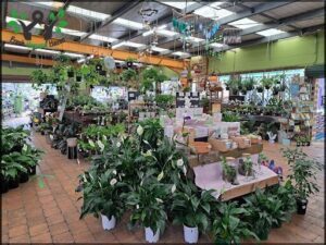 A large assortment of potted plants are displayed in a store, with a variety of sizes and types.