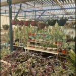 A large assortment of potted plants hang from the ceiling in a greenhouse, creating a vibrant and lush atmosphere.