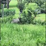 A large bird, possibly an ostrich, stands in a grassy field.