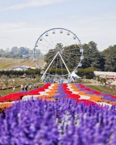 A large blue and white carousel is surrounded by a beautiful garden of purple flowers.