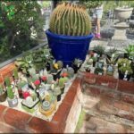 A large blue pot filled with cacti is placed on a brick wall.
