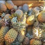 A large box filled with pineapples is ready to be shipped.