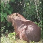 A large brown animal with a long snout is sitting in the grass.