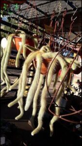 A large cactus with long spines is hanging from a metal rack.