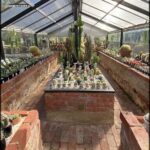 A large collection of cacti are displayed in a brick-walled room, with a variety of sizes and shapes.
