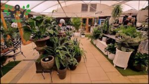 A large collection of potted plants are displayed in a room, with a variety of sizes and types.
