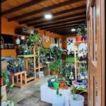 A large collection of potted plants is displayed in a room, with various sizes and types of plants.
