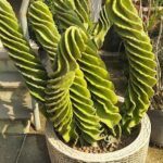 A large, curly plant in a woven basket.